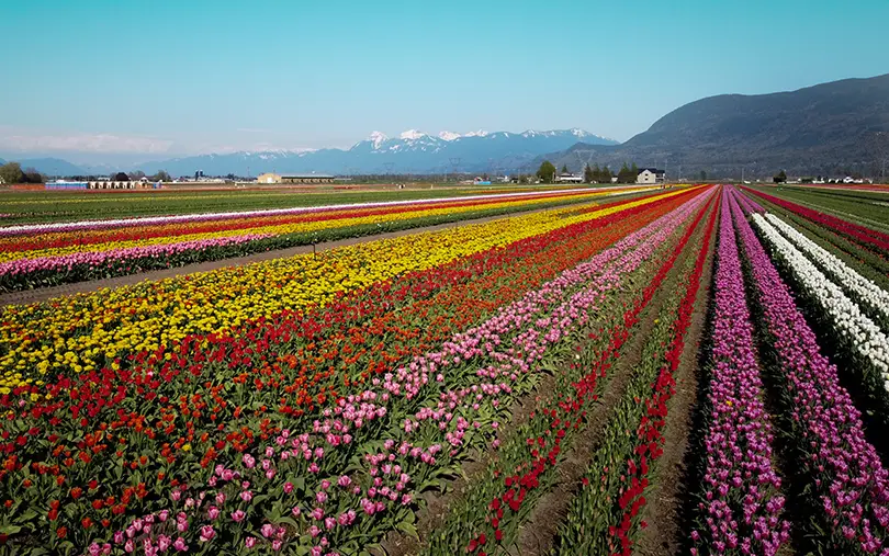 Lakeland Flowers, Home to the Abbotsford Tulip Festival