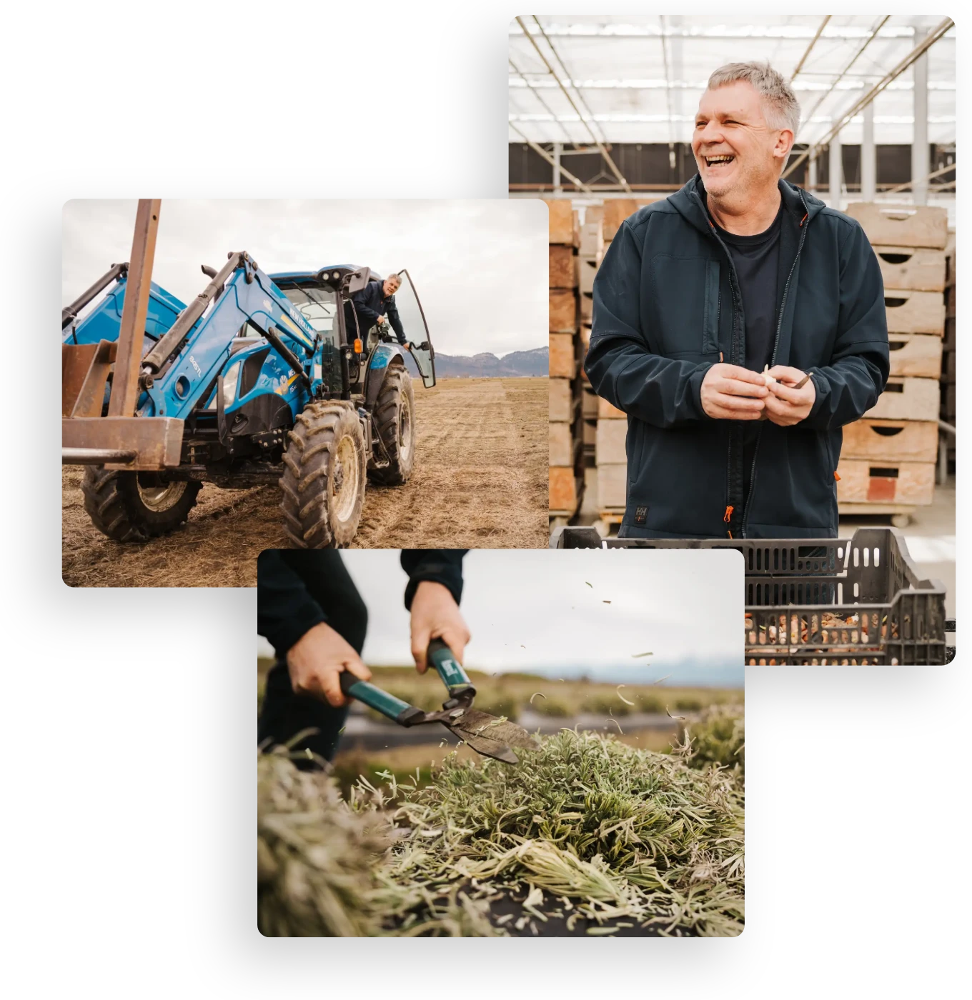 about-combo-2 A collage of photos at the current Lakeland Flowers farm in Abbotsford, BC which includes owner Nick Warmerdam, a tractor, and clipping flowers