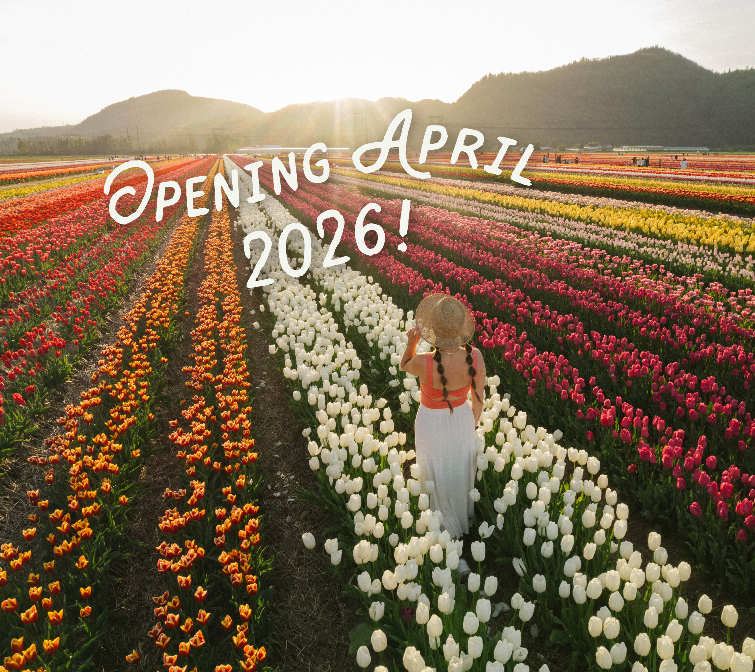 Lakeland Flowers, Home to the Abbotsford Tulip Festival
