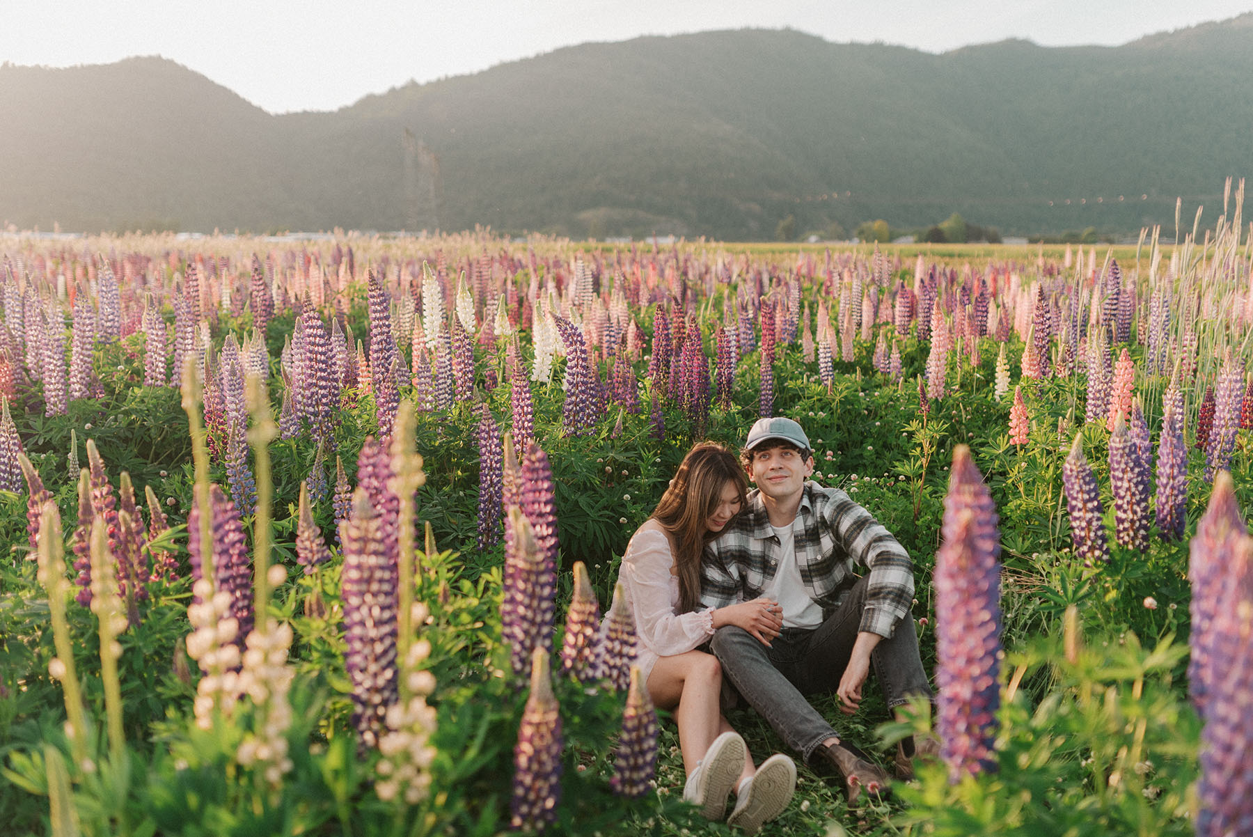 Lakeland Lupins